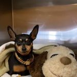 Best Friends Animal Hospital