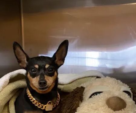 Best Friends Animal Hospital