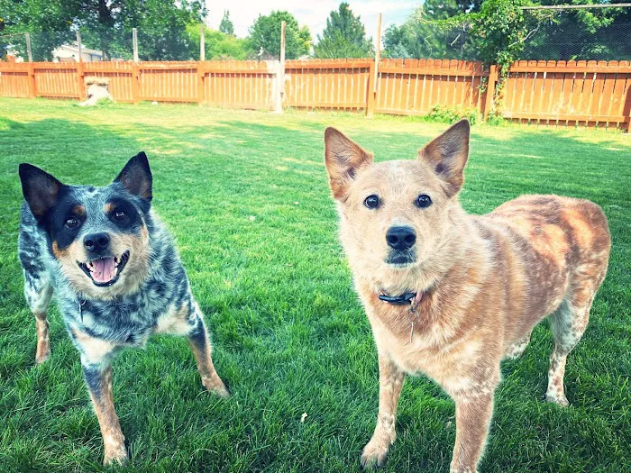 Best Friends Animal Hospital Picture 7