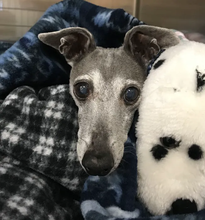Best Friends Animal Hospital Picture 3