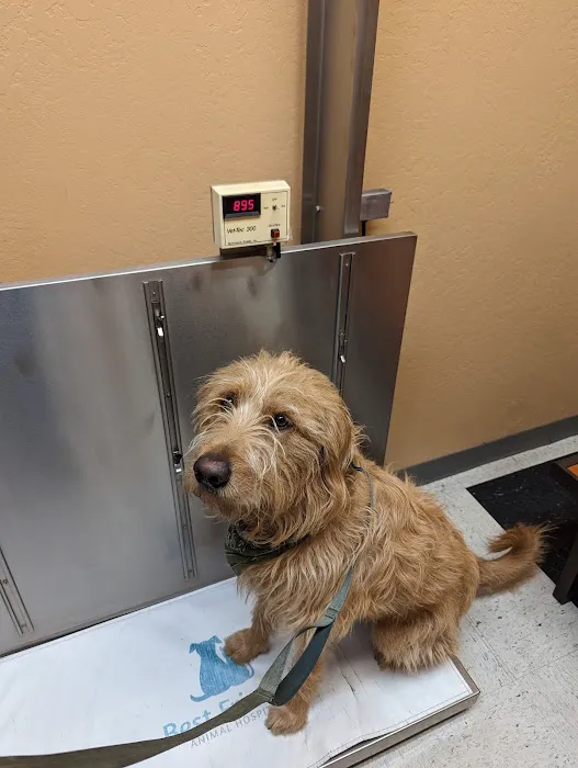 Best Friends Animal Hospital Picture 9