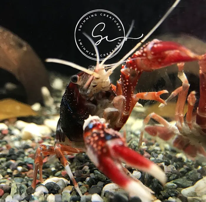 Swimming Creatures Tropical Pet Store Picture 2