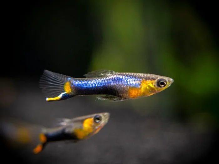 Swimming Creatures Tropical Pet Store Picture 10