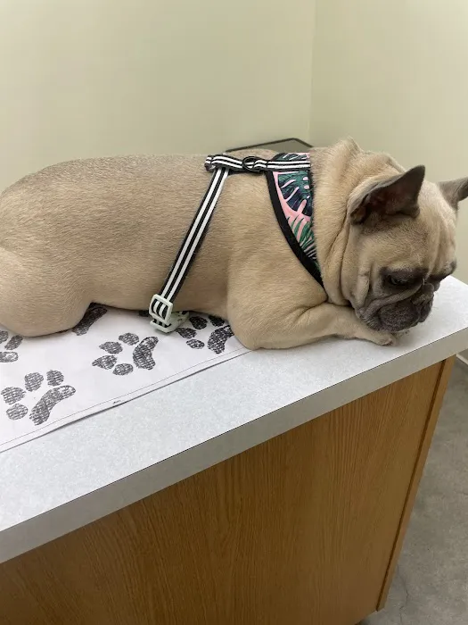 Pet Life Veterinary Clinic Picture 10