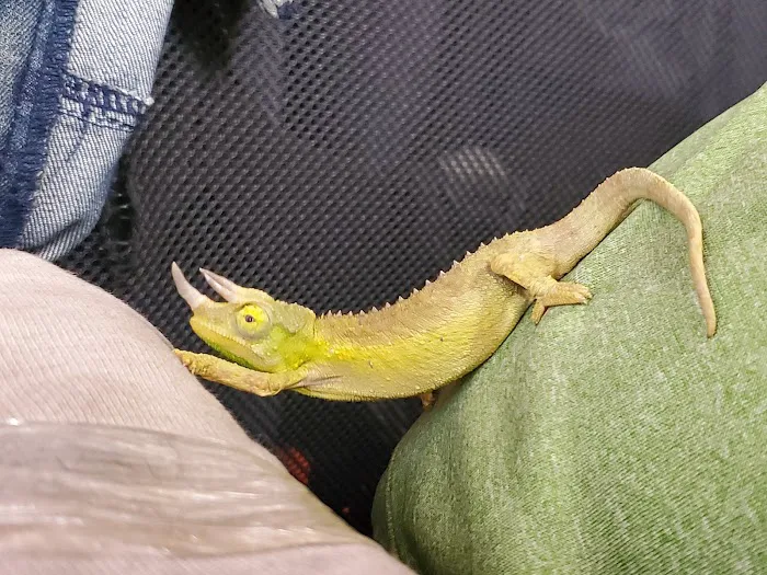 The Painted Reptile Picture 1