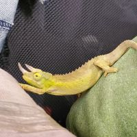 The Painted Reptile ico