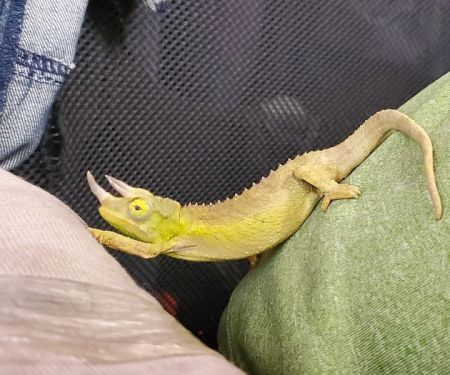 The Painted Reptile