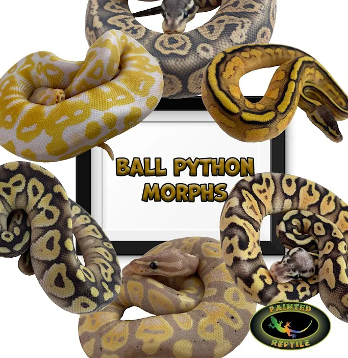 The Painted Reptile Picture 3