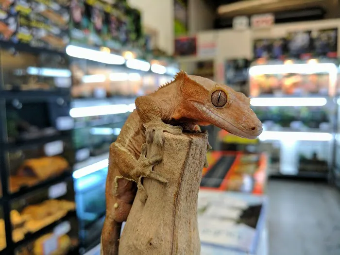 The Painted Reptile Picture 2