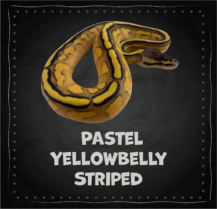 The Painted Reptile Picture 9