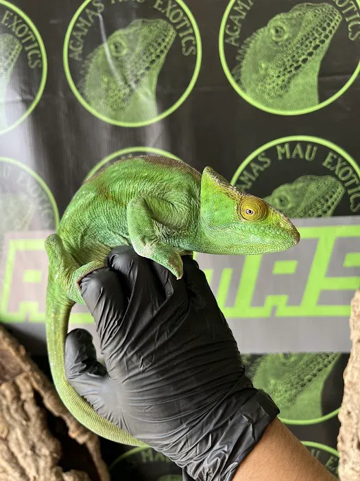 agamasmauexotics Picture 3