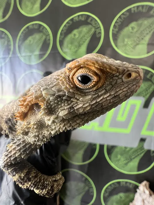 agamasmauexotics Picture 2