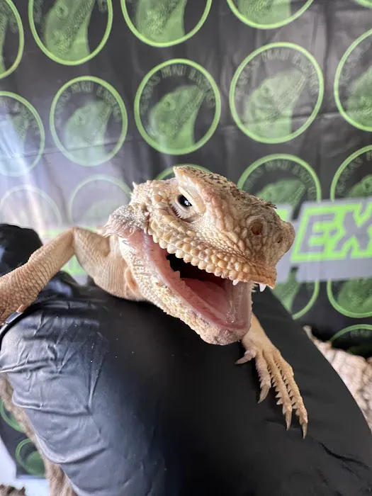 agamasmauexotics Picture 6
