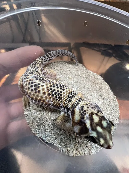 agamasmauexotics Picture 8