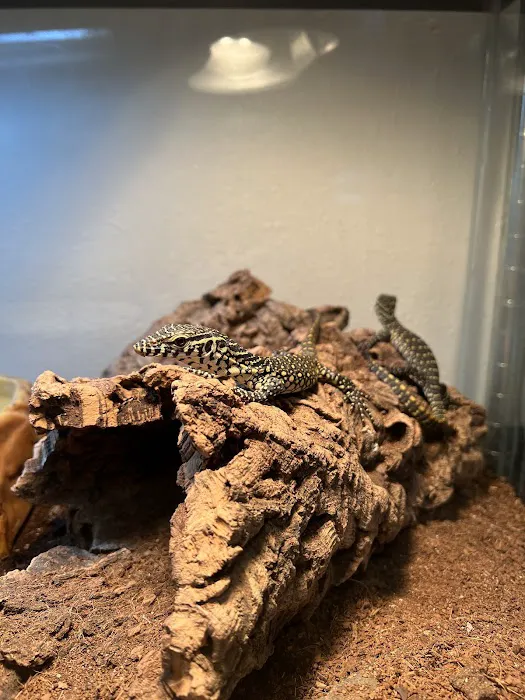 agamasmauexotics Picture 9