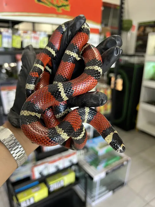 agamasmauexotics Picture 7