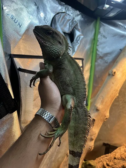 agamasmauexotics Picture 10