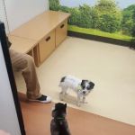 Petco