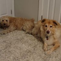 Apollo North Animal Hospital ico