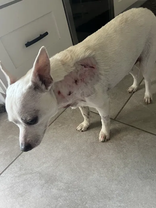 BluePearl Pet Hospital Picture 1