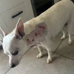 BluePearl Pet Hospital