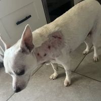 BluePearl Pet Hospital ico