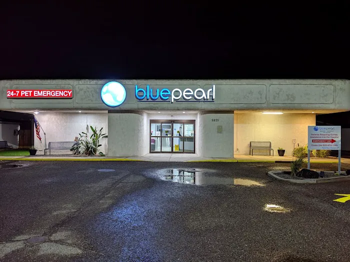 BluePearl Pet Hospital Picture 5