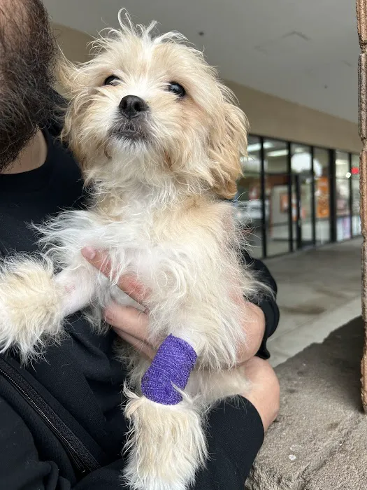 BluePearl Pet Hospital Picture 6