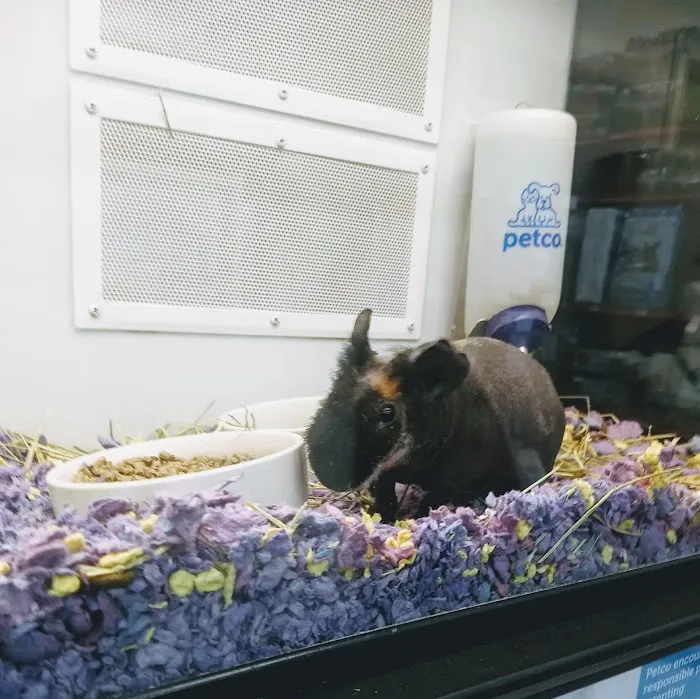 Petco Picture 1