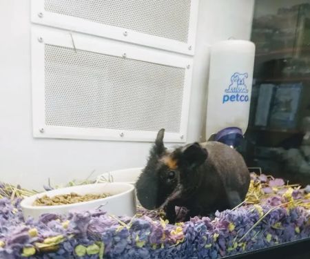 Petco