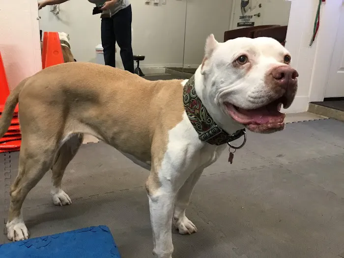 Arizona Veterinary Physical Rehabilitation Picture 4