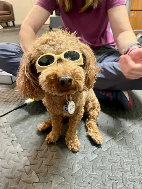 Arizona Veterinary Physical Rehabilitation Picture 1