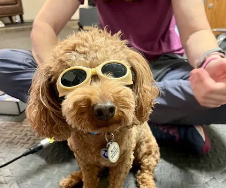 Arizona Veterinary Physical Rehabilitation