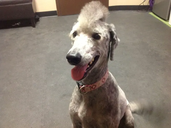 Arizona Veterinary Physical Rehabilitation Picture 7