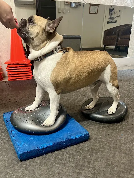 Arizona Veterinary Physical Rehabilitation Picture 6