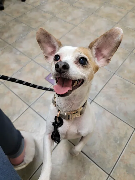 Lovet Pet Health Care - Beardsley Picture 2