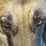 Lovet Pet Health Care - Beardsley