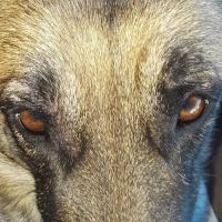 Lovet Pet Health Care - Beardsley ico
