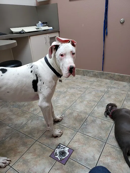 Lovet Pet Health Care - Beardsley Picture 8