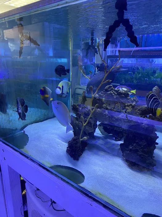 Happy Fish Pets Picture 5