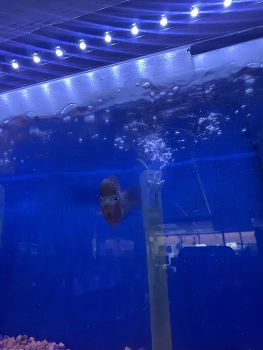 Happy Fish Pets Picture 6