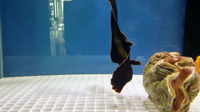 Happy Fish Pets Picture 7