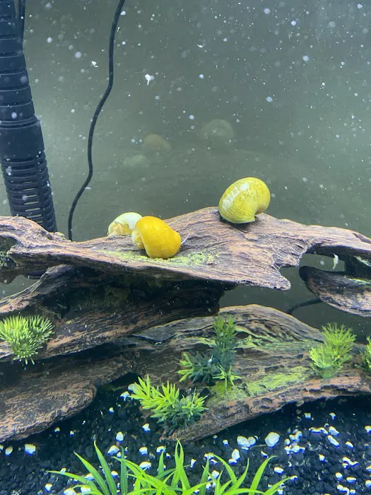Happy Fish Pets Picture 4