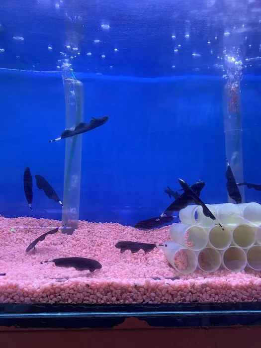 Happy Fish Pets Picture 9