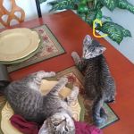 North Phoenix Animal Clinic