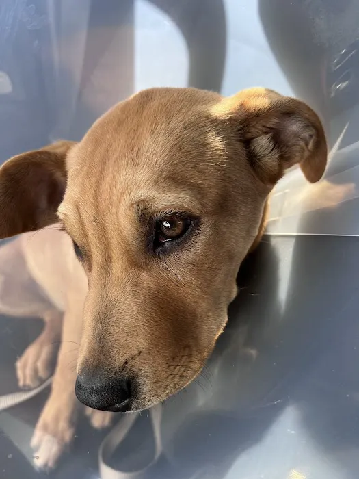 North Phoenix Animal Clinic Picture 6