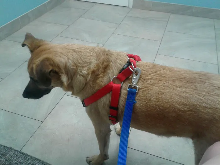 North Phoenix Animal Clinic Picture 5