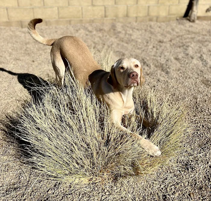 North Phoenix Animal Clinic Picture 10
