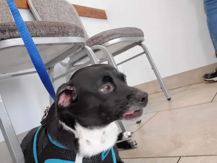 North Phoenix Animal Clinic Picture 9