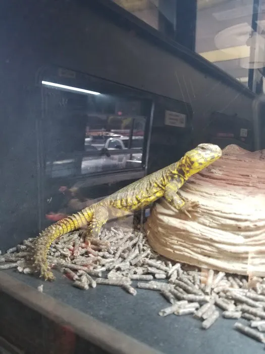 Reptile Island 3 Picture 2
